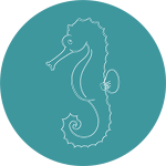 sea horse icon