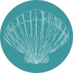 sea shell icon